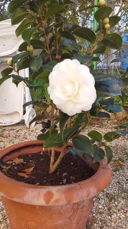 Villa Maria Bed & Breakfast, Corridonia, Marche エクステリア 写真